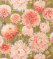 Dahlia Wallpaper - Pink