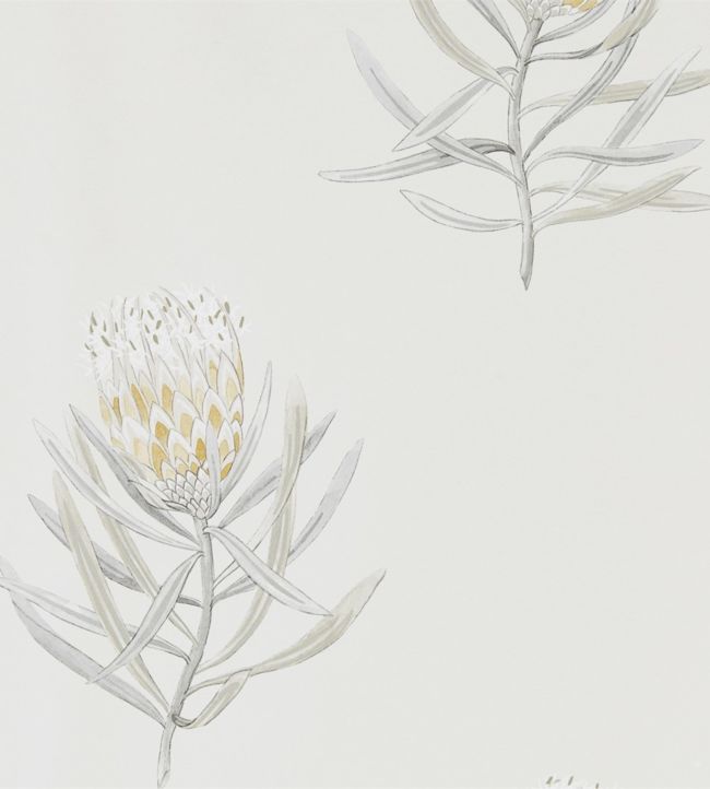 Protea Flower Wallpaper - Gray 