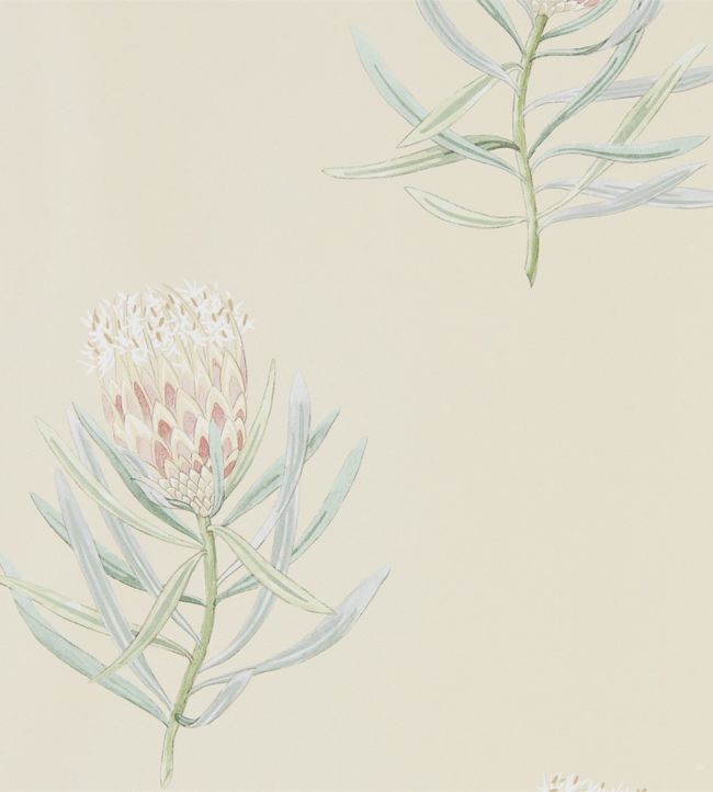 Protea Flower Wallpaper - Cream