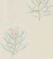 Protea Flower Wallpaper - Cream