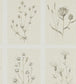 Little Thistles Wallpaper - Cream