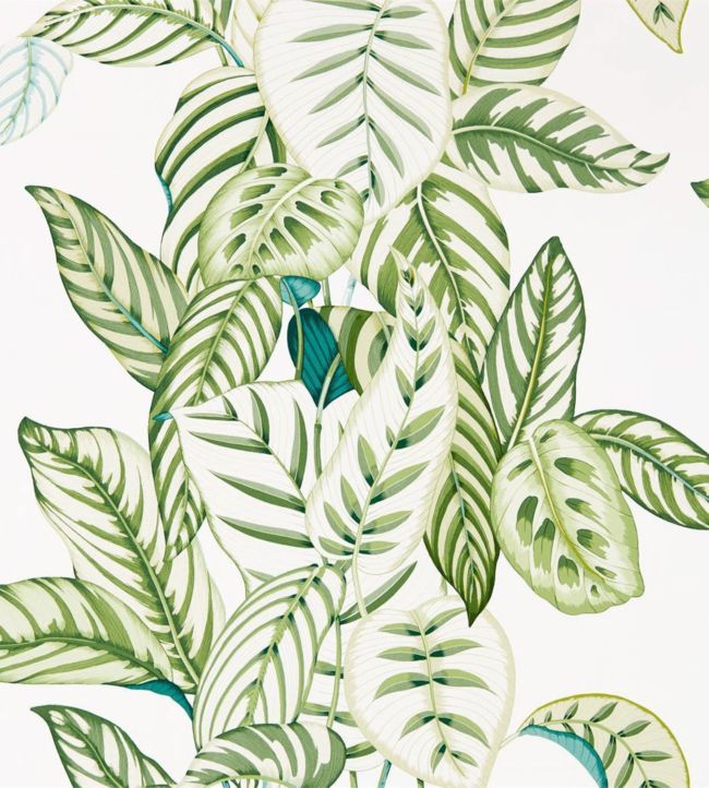 Calathea Wallpaper - Green