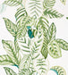 Calathea Wallpaper - Green