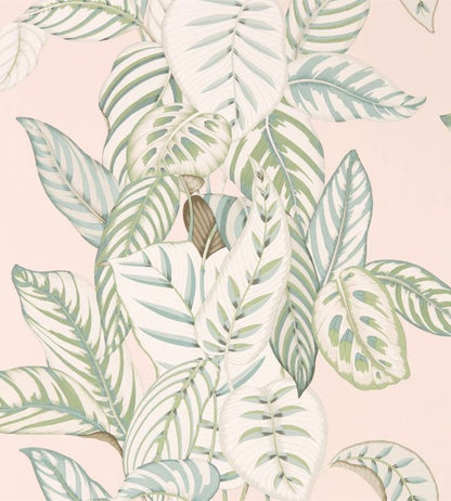 Calathea Wallpaper - Pink