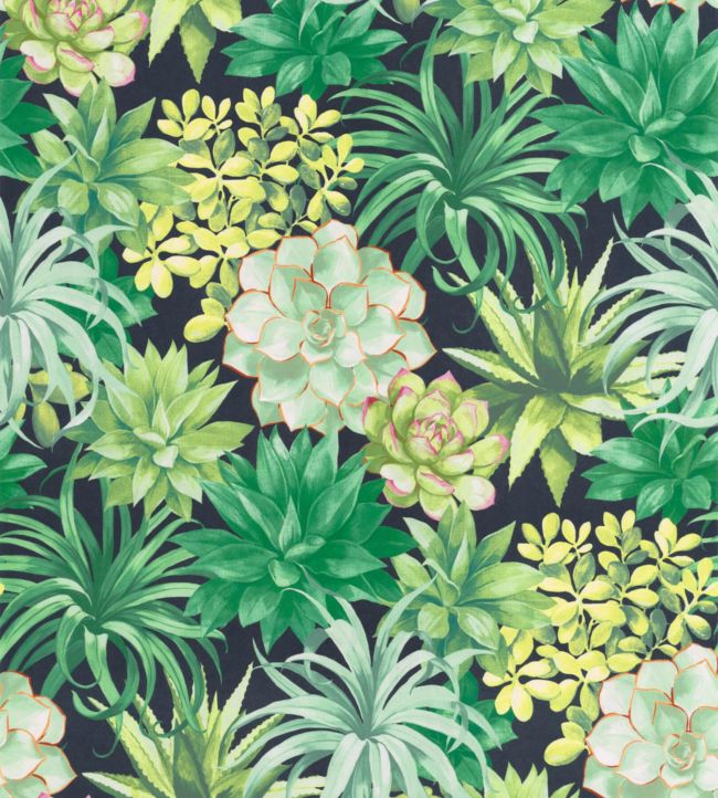 Echeveria Wallpaper - Green