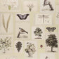 Flora And Fauna Wallpaper - Cream