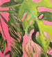 Palmera Room Wallpaper 2 - Pink