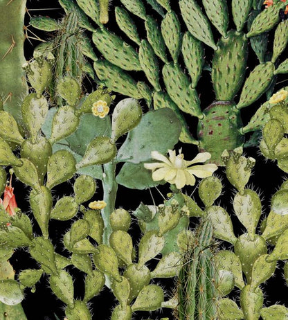 Opuntia Wallpaper - Green