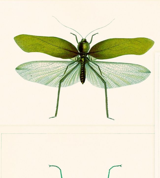 Entomology Wallpaper - Green