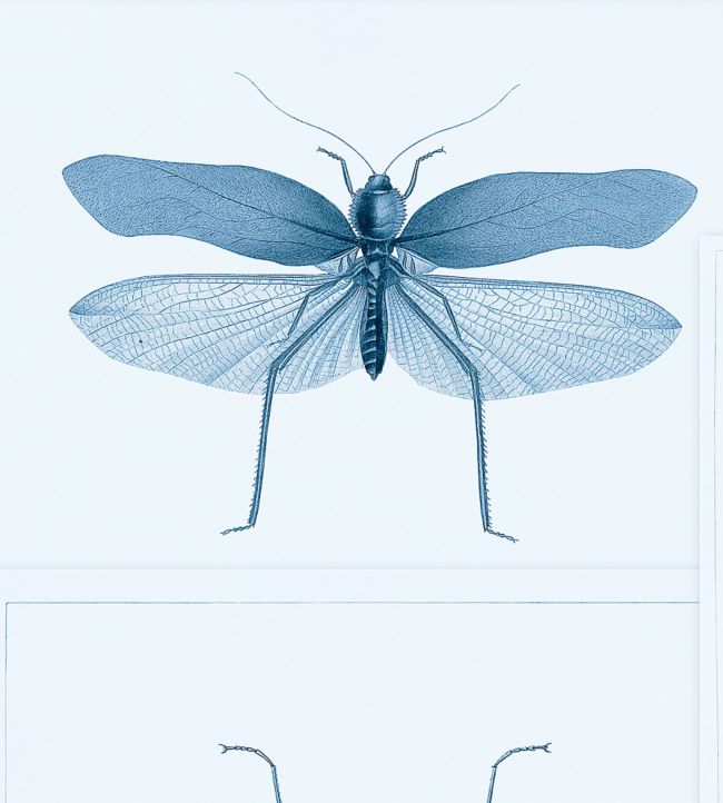 Entomology Wallpaper - Blue