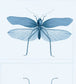 Entomology Wallpaper - Blue